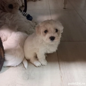 Bishoni maltezi . - imagine 3