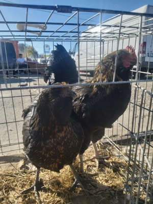 Găini bărboase pereche  - imagine 3