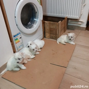 Bishoni maltezi . - imagine 5