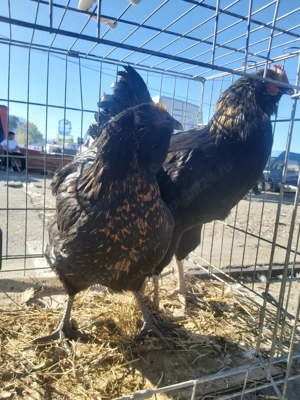 Găini bărboase pereche  - imagine 5