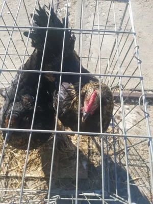 Găini bărboase pereche  - imagine 4