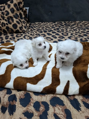 Bichon maltez  talie mică - imagine 2