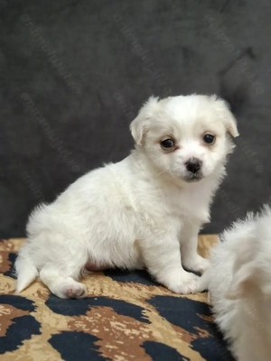 Bichon maltez  talie mică - imagine 4