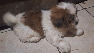 Fetita si băiat shihtzu  - imagine 2