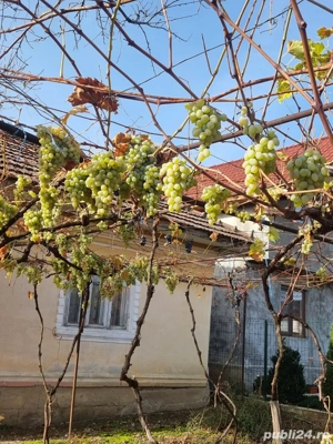 Casă de vânzare cu teren  Sat Dumbrăveni, Comuna Crasna (Gorj) - imagine 8