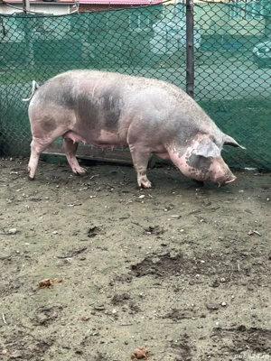 vind porci de taiat rasa petrean  - imagine 5
