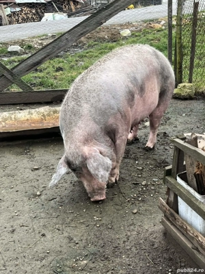 vind porci de taiat rasa petrean  - imagine 4