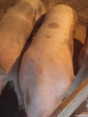 vind porci de taiat rasa petrean  - imagine 2