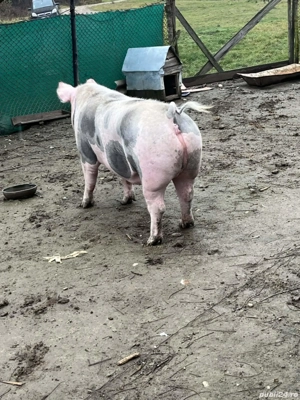 vind porci de taiat rasa petrean  - imagine 3