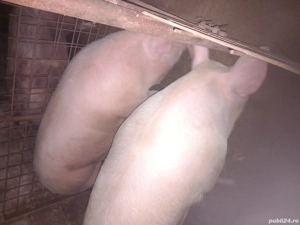 vand porci de taiat 