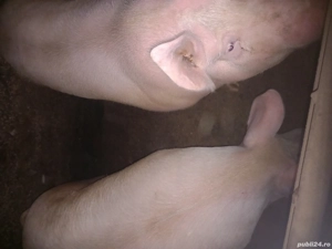 vand porci de taiat  - imagine 3