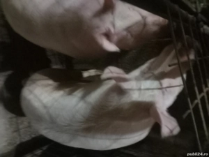 vand porci de taiat  - imagine 4