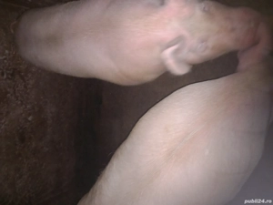 vand porci de taiat  - imagine 2