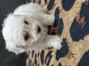 Bichon maltez mini talie mica - imagine 5