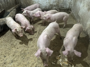 Purcei Landrace  - imagine 2