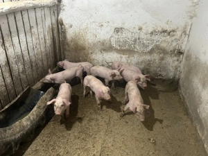 Purcei Landrace  - imagine 5