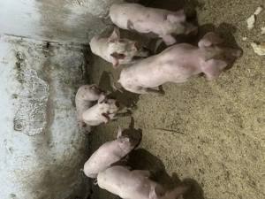 Purcei Landrace  - imagine 4