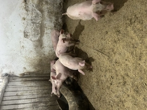 Purcei Landrace  - imagine 6