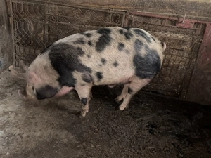 Vand porc. - imagine 2