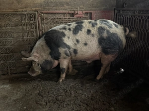 Vand porc. - imagine 4