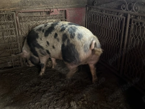 Vand porc. - imagine 3