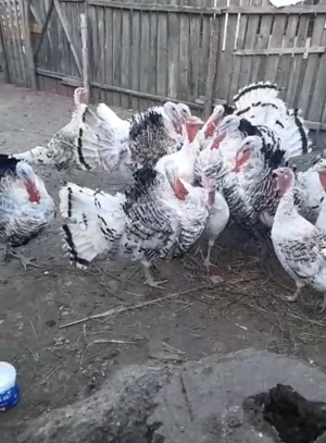 Curci si curcani - imagine 2