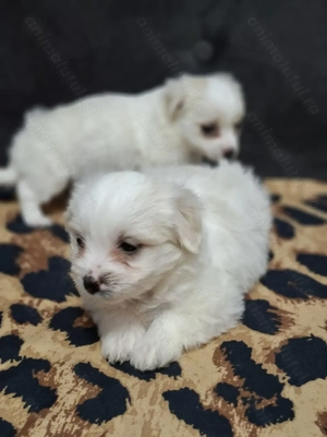 Bichon maltez mini talie mica - imagine 4