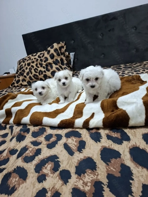 Bichon maltez mini talie mica - imagine 1