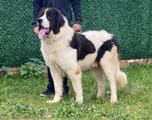  Ciobănesc Românesc de Bucovina  - imagine 3