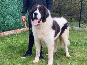  Ciobănesc Românesc de Bucovina  - imagine 2