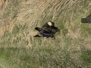 Se vinde femelă Malinois  de 8 luni dresată !!!