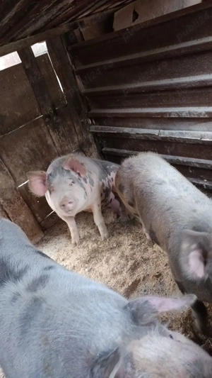 Porci de vanzare Bacau - imagine 3