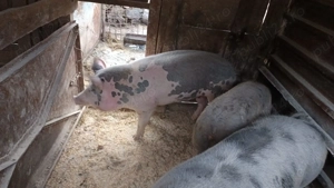 Porci de vanzare Bacau