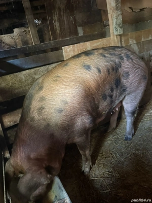 vand porc duroc  - imagine 2