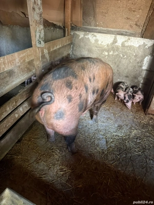 vand porc duroc  - imagine 3