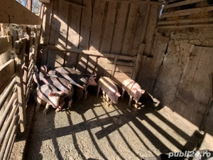 Porci de vanzare 