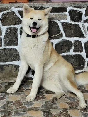 Akita Inu Japonez - imagine 5