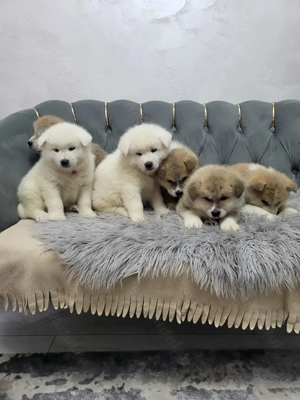 Akita Inu Japonez - imagine 2