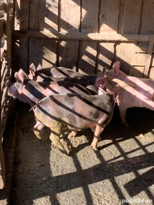 Porci de vanzare  - imagine 4