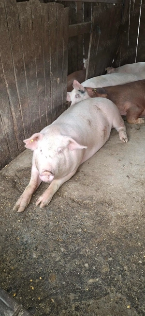 Porci de vânzare  - imagine 3