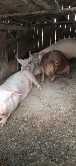 Porci de vânzare 