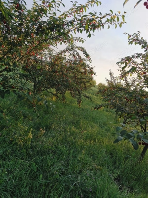 Vând livadă tânără pe rod - imagine 6