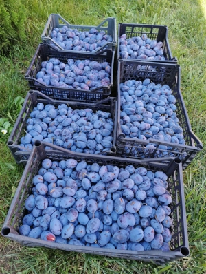 Vând livadă tânără pe rod - imagine 5