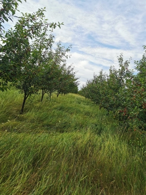 Vând livadă tânără pe rod - imagine 3