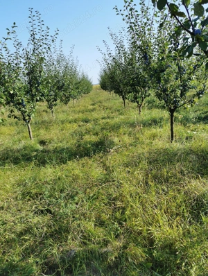 Vând livadă tânără pe rod - imagine 2