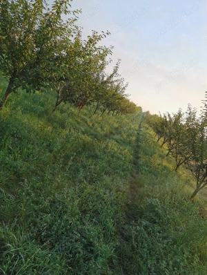 Vând livadă tânără pe rod