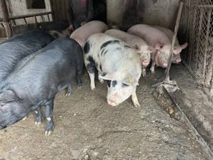 Vand porci de tara negociabil  - imagine 4