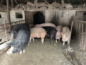 Vand porci de tara negociabil  - imagine 3