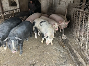 Vand porci de tara negociabil  - imagine 2