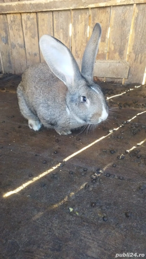 Iepuri de vanzare - imagine 4